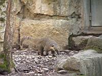 Coati - Nasua nasua (fam Procyonides) (1)